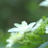 眩い君