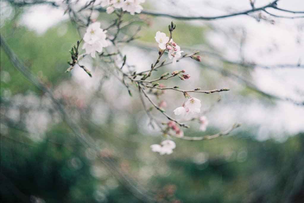 桜は山