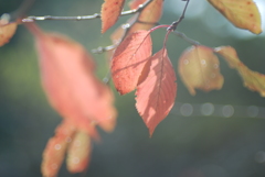 桜餅色