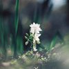 荒野を行く