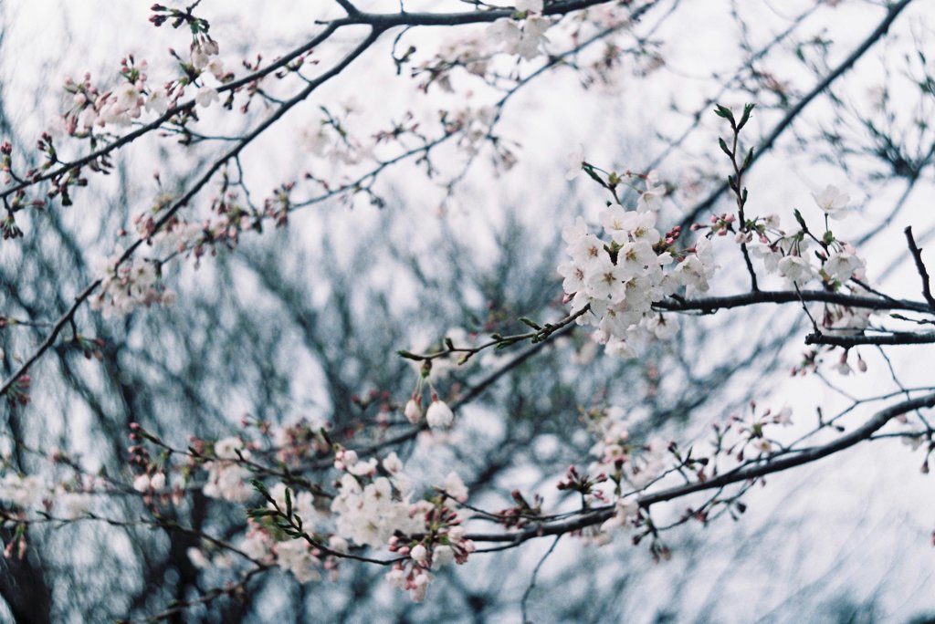 花曇り