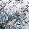 花曇り