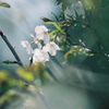 山桜でした