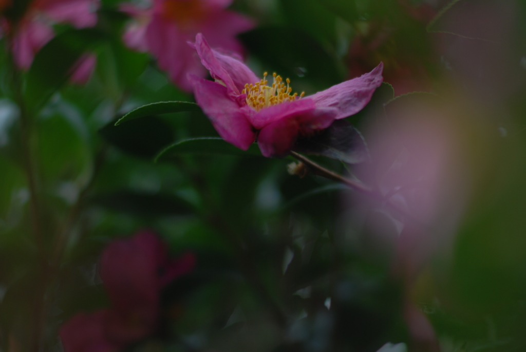 花か蝶か