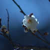 縁光り