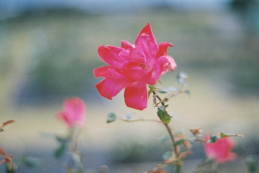 飾らない華