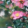 山茶花