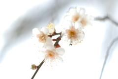 透きとおす