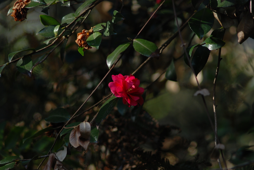 行きずり山茶花