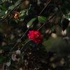 行きずり山茶花