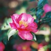 花盛り