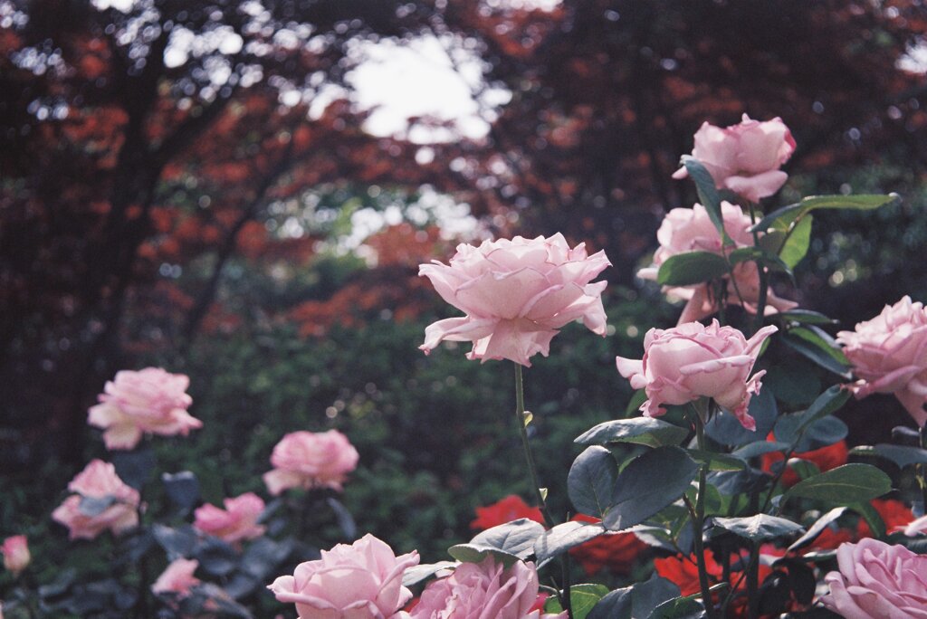 やさしい薔薇園