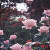 やさしい薔薇園