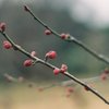 花より濃く