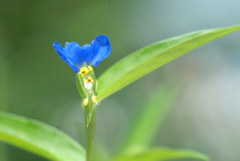 夏の花