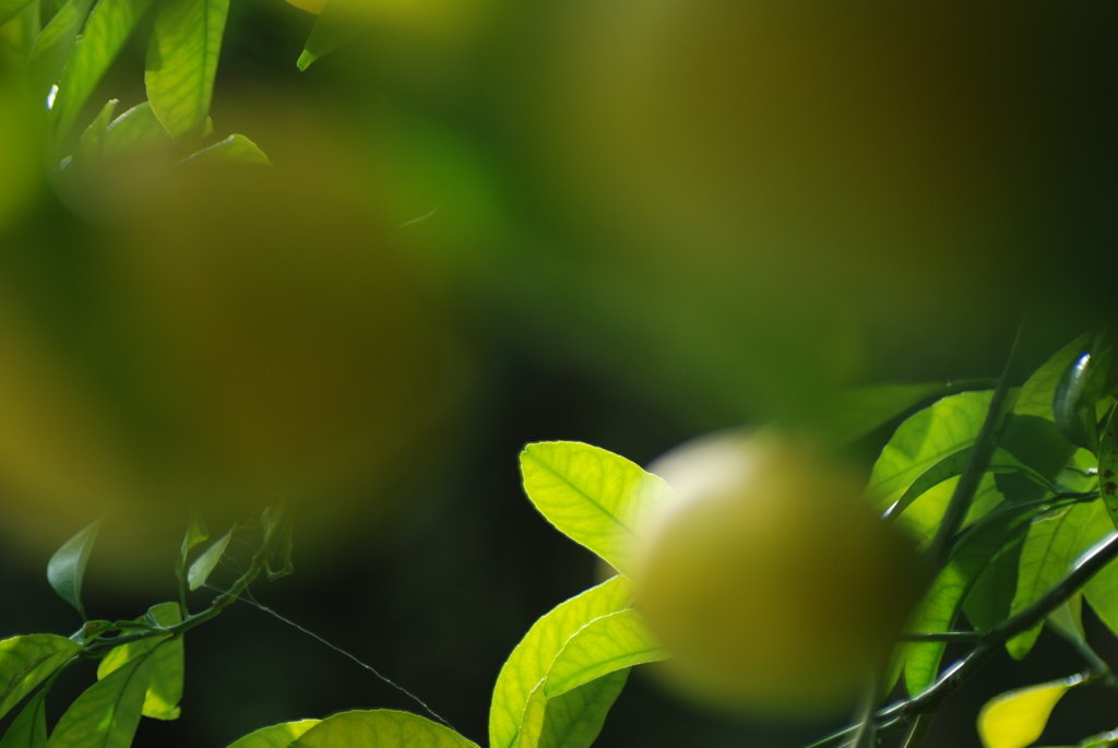 実りをもたらす葉緑素