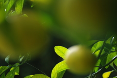 実りをもたらす葉緑素