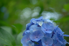 blue bloom