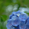 blue bloom