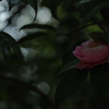 幽彩