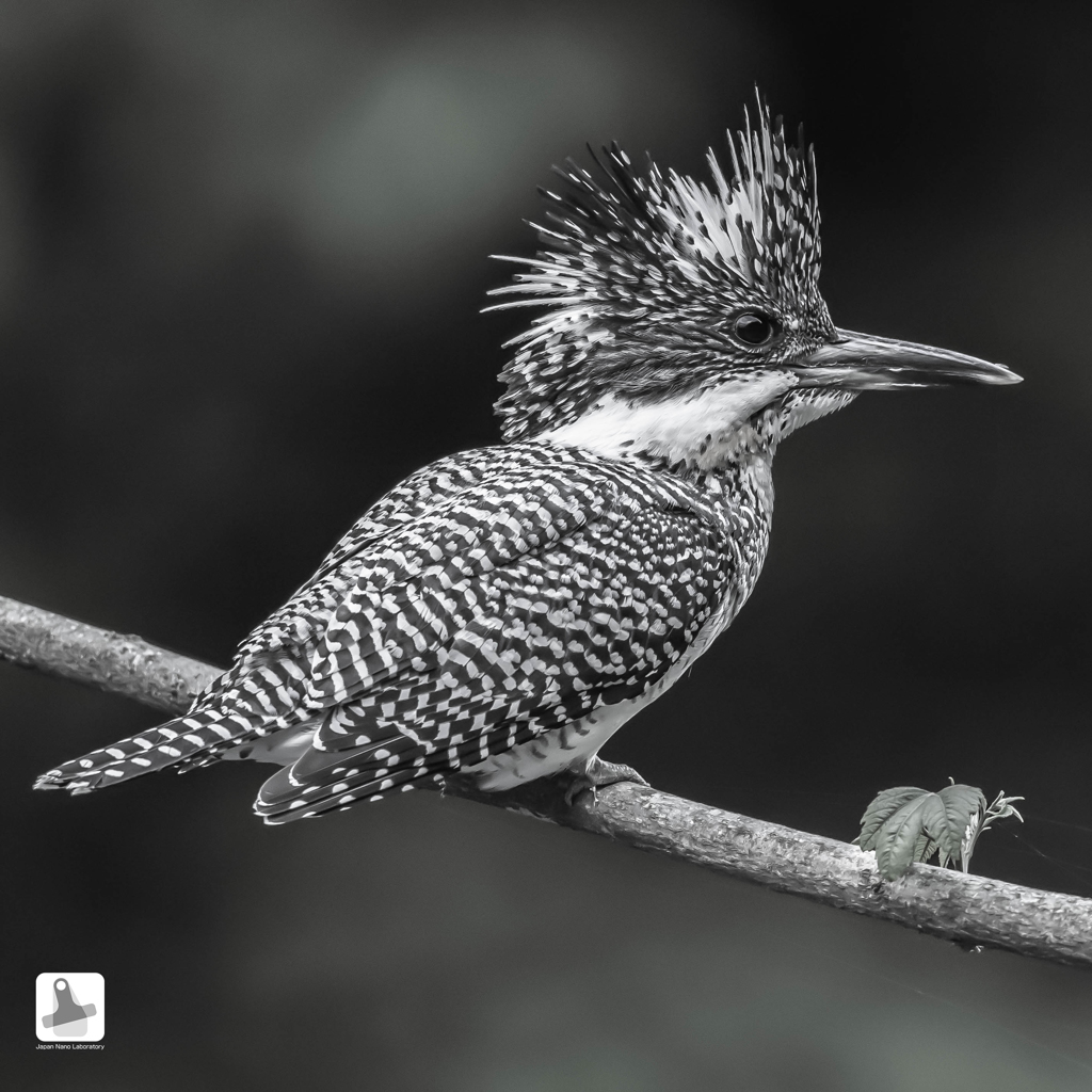 ★ヤマセミ（ハーフカラー）