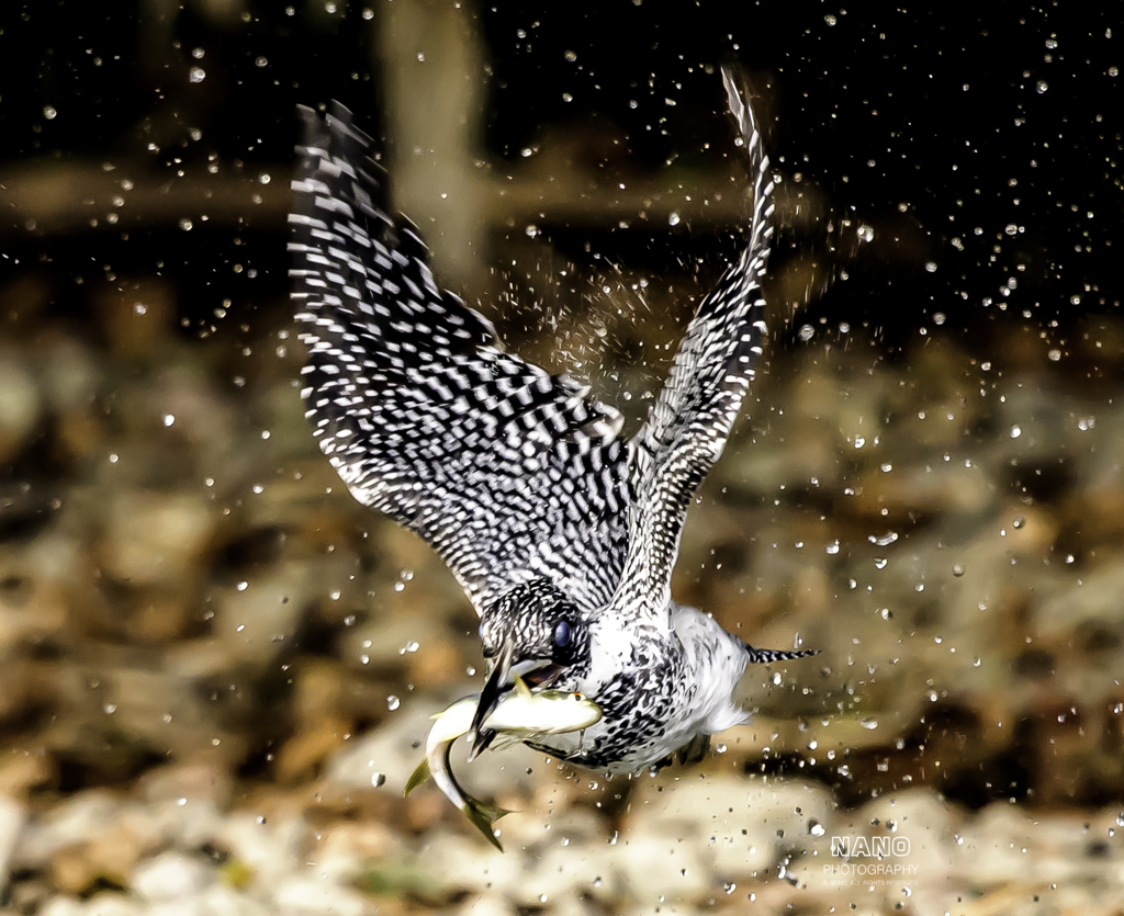 ★ヤマセミ　【離水飛翔】