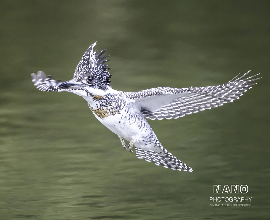 ★ヤマセミ　【飛翔】