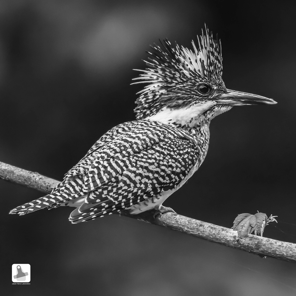 ★ヤマセミ（モノクローム）