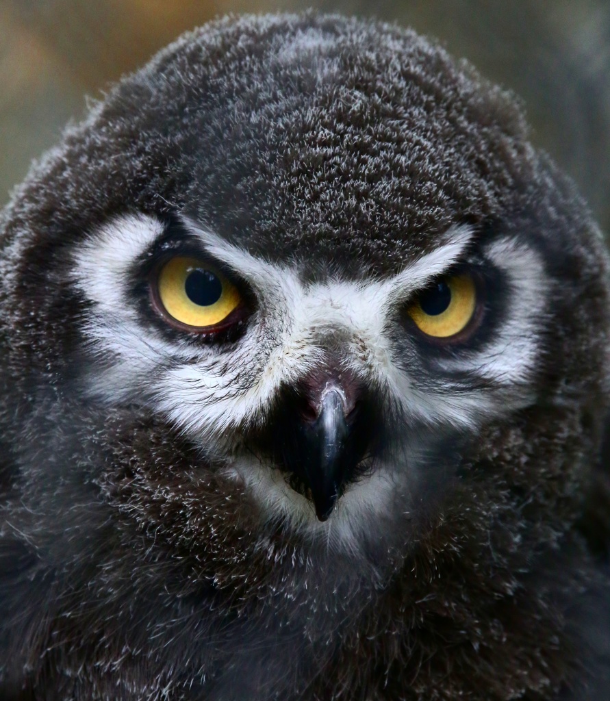 シロフクロウの赤ちゃん