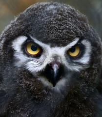 シロフクロウの赤ちゃん