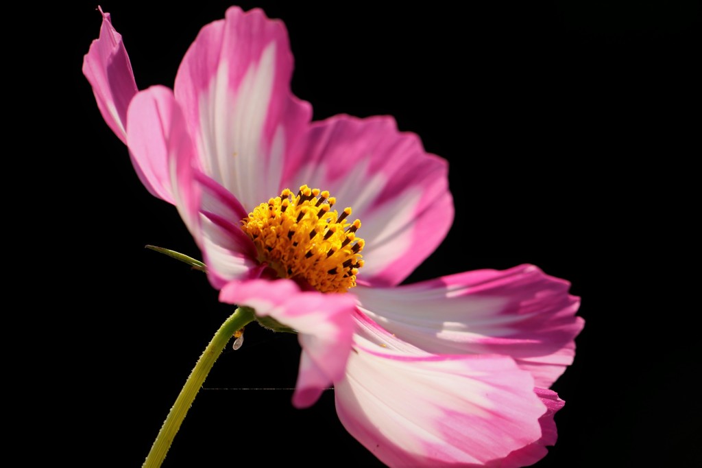 秋桜