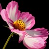 秋桜
