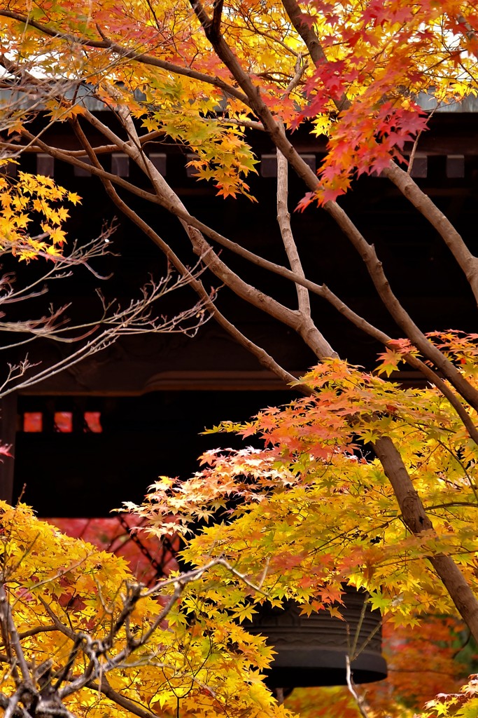 平林寺の紅葉2017