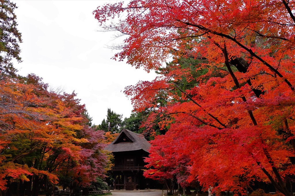 平林寺の紅葉2017