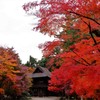 平林寺の紅葉2017