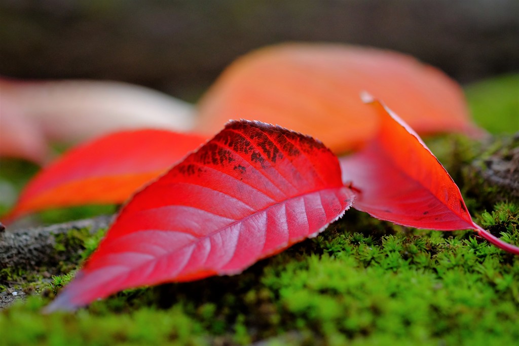 桜紅葉