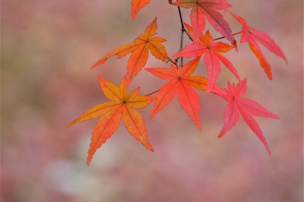 紅葉狩り