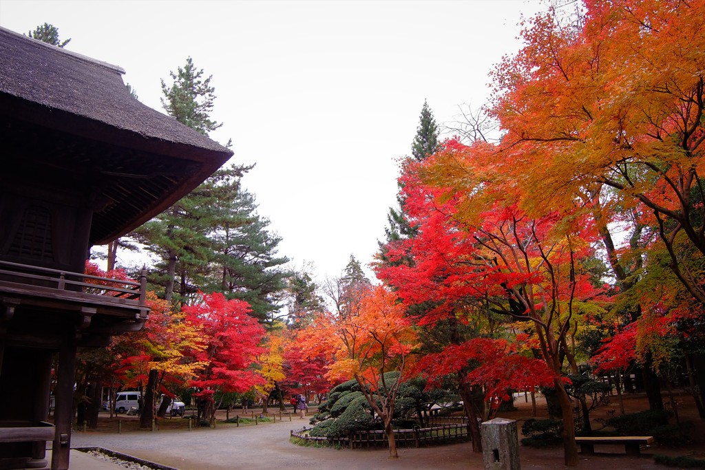 平林寺の紅葉2017