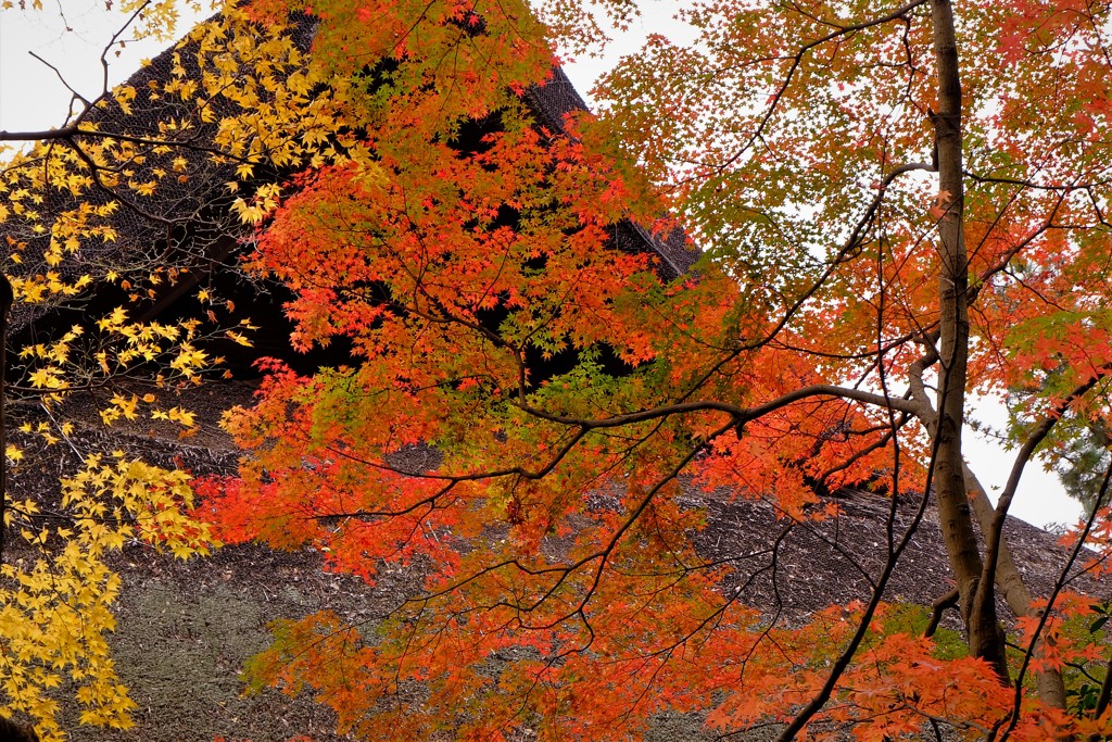 平林寺紅葉2017