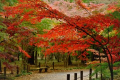 平林寺の紅葉2017