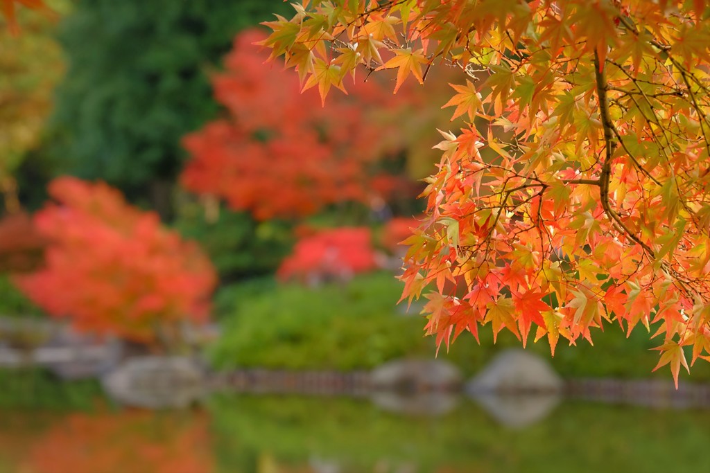 紅葉散歩