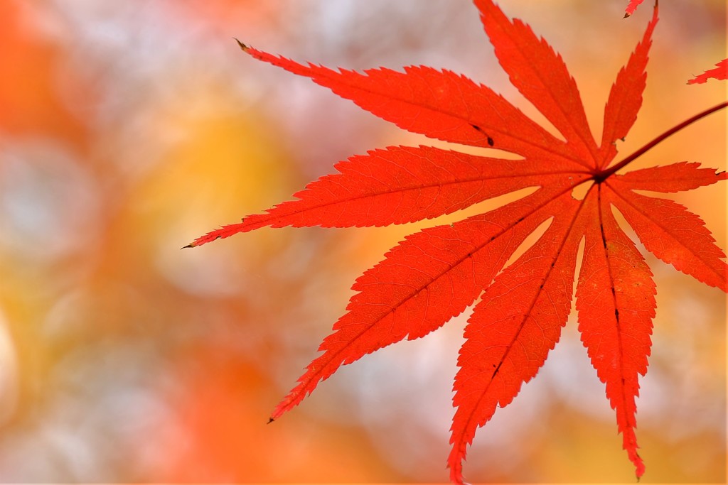 紅色に染まって