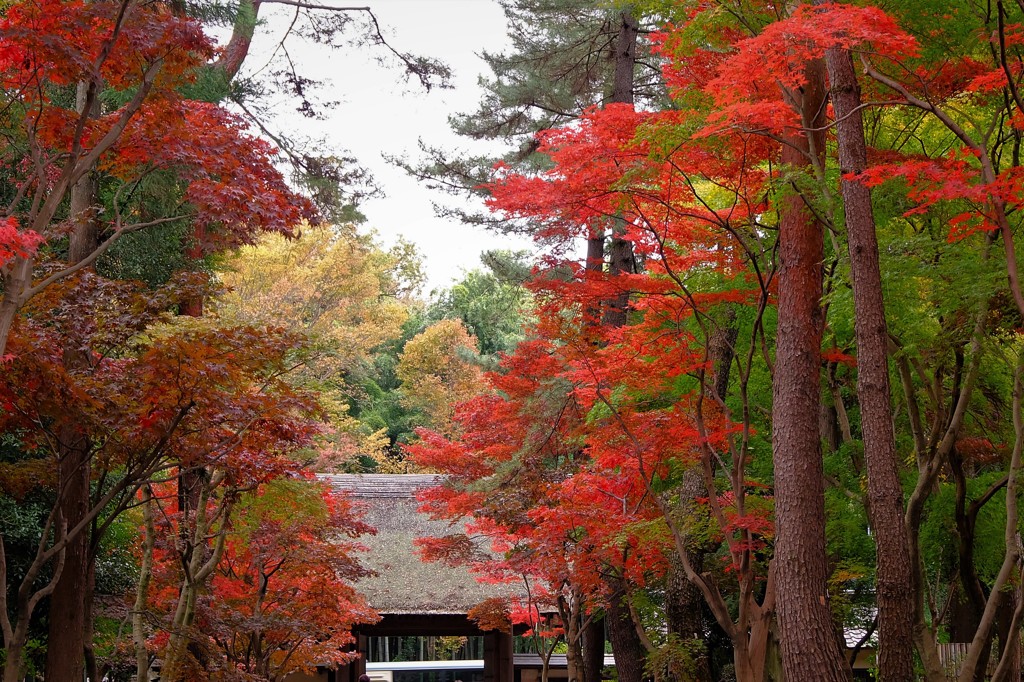 平林寺紅葉2017