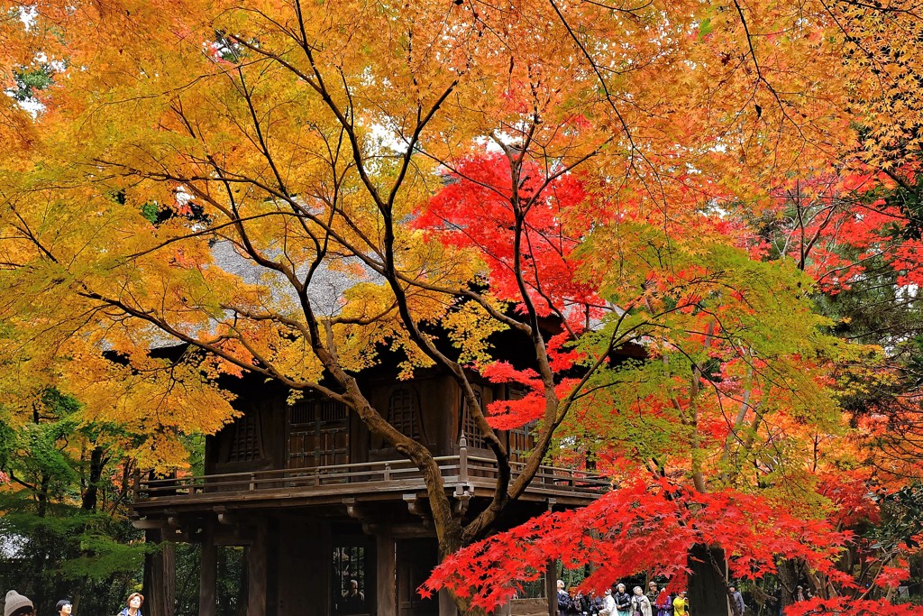 平林寺紅葉2017