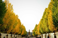 靖国神社の銀杏並木