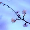 早咲きの梅