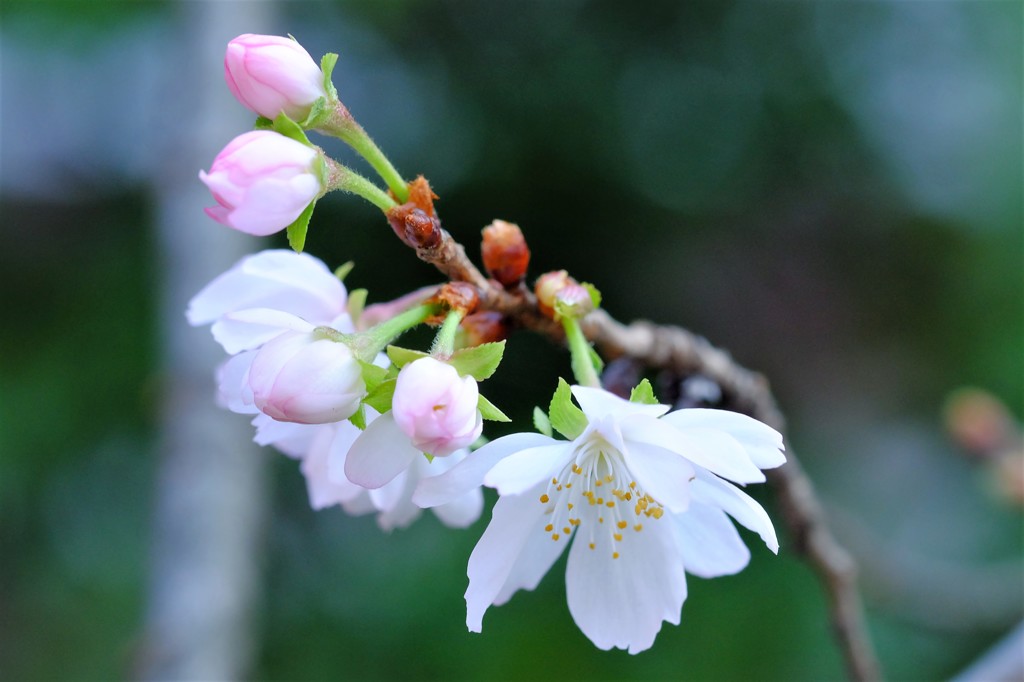 秋に咲く桜