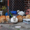 猫スナップ　-警戒-