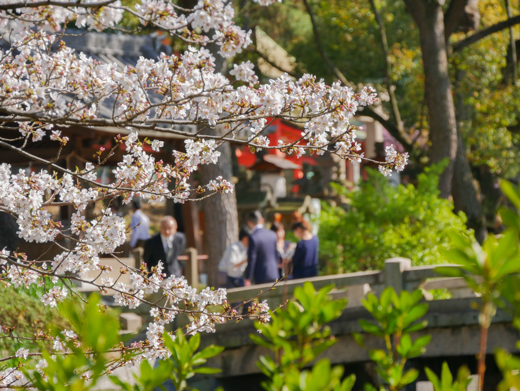 桜の向こうは・・・