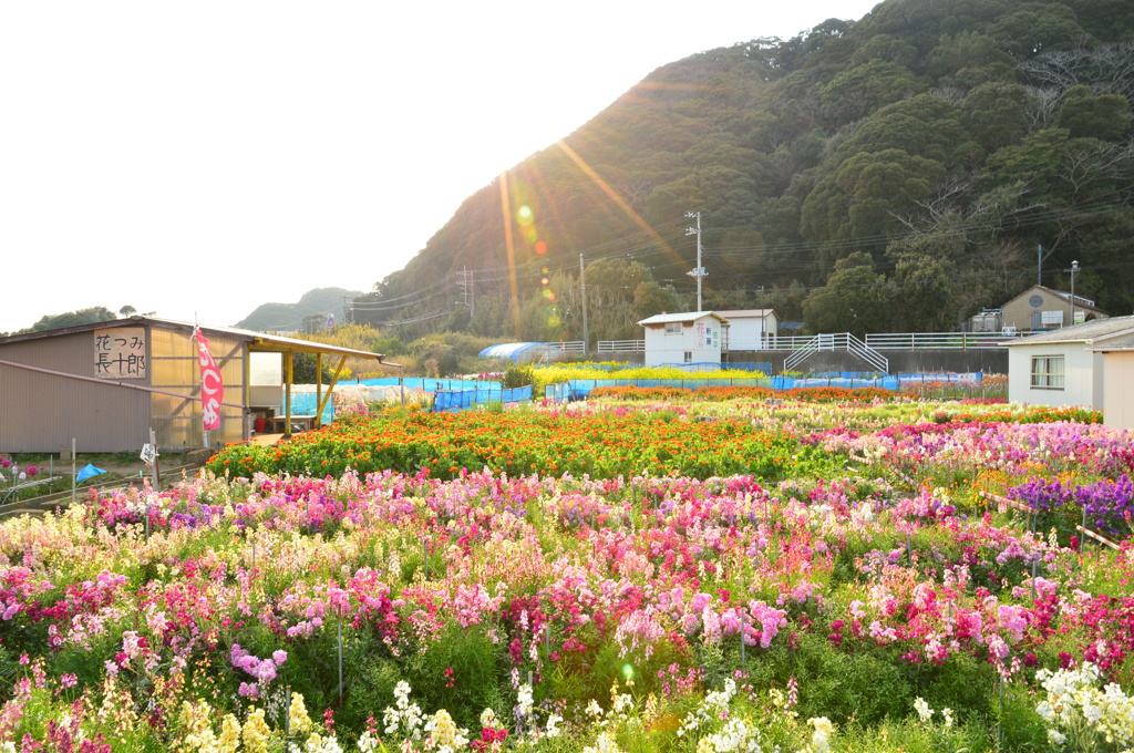 花摘み
